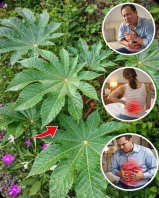 STOP! That 'Weed' In Your Yard Could Be The Ancient Key To Pain-Free Joints & Flawless Skin (Here's Why You Need It)