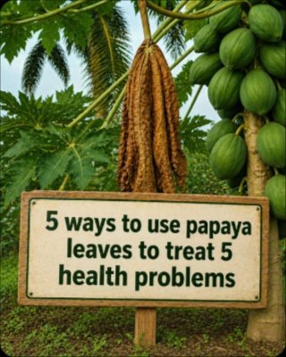 Unleash Nature's Cure: 5 Papaya Leaf Secrets to Conquer Common Health Woes (You NEED to Know This!)