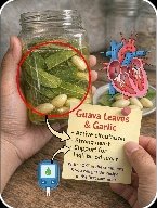 The Ancient 2-Ingredient Secret: How Guava Leaves & Garlic Can Transform Your Heart & Blood Sugar!