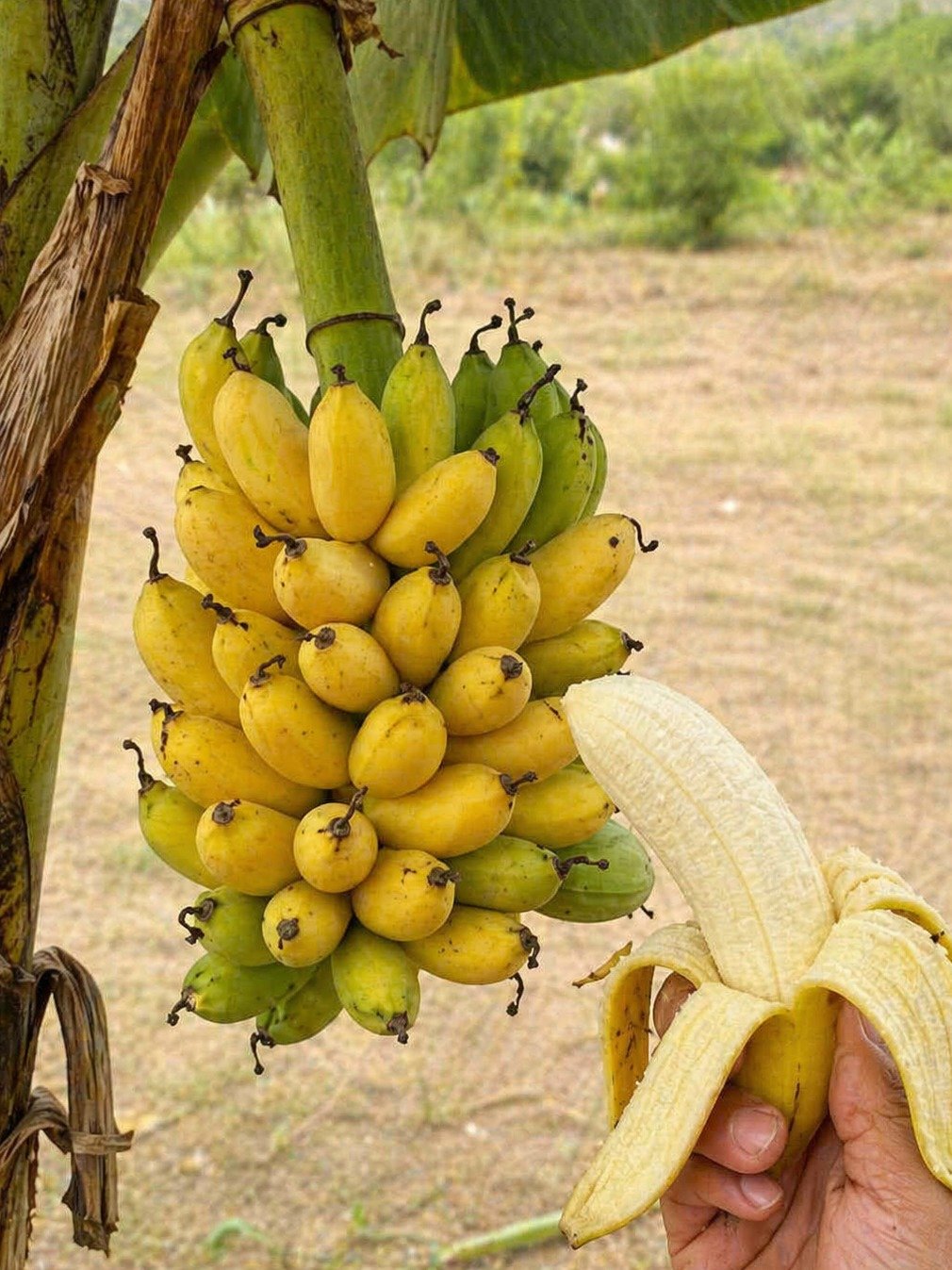 The 3 Secret Times You MUST Eat Bananas for Effortless Weight Loss, Glowing Skin, and Perfect Digestion (Without Blood Sugar Spikes!)