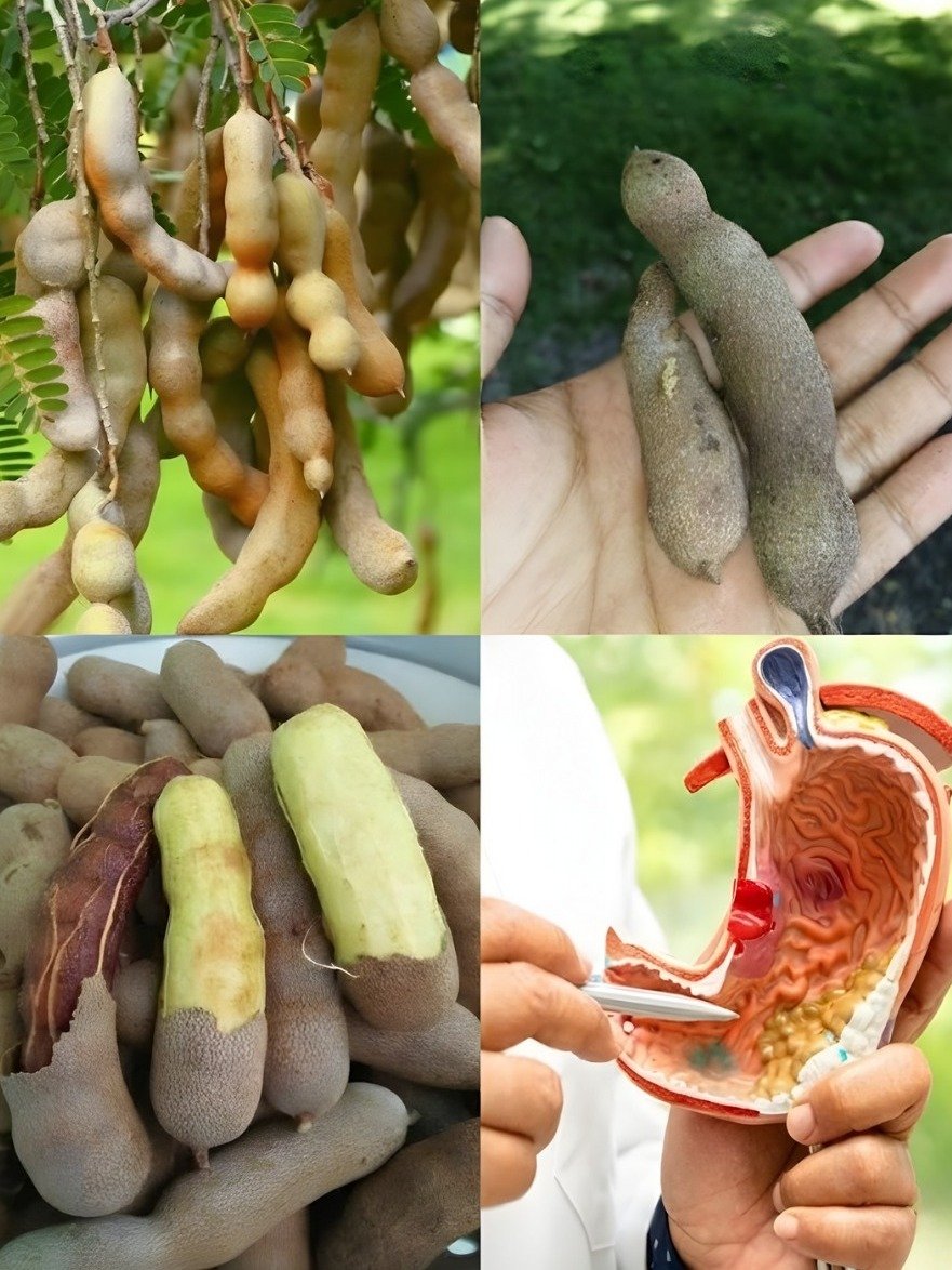 The 'Ugly' Fruit Pod That INSTANTLY Kills Bloating — Faster Than Any Tea You've Tried!