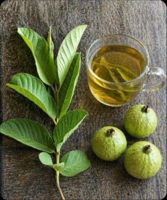 Unlock Your Best Health in 14 Days: The Ancient Guava Leaf Secret for Fertility, Stable Blood Sugar, and Total Vitality!