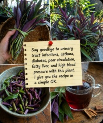 This Forgotten Purple Plant Could Be Your Health's Secret Weapon – Here's How to Use It (Safely!)