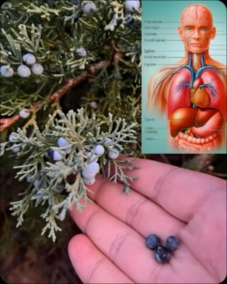 Unlock the Centuries-Old Secret: This Tiny Berry Holds the Key to Effortless Digestion & Natural Cleansing!