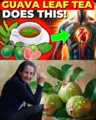 Why Are You Still Ignoring Guava Leaves? 20 Life-Changing Reasons to Start Using Them NOW!