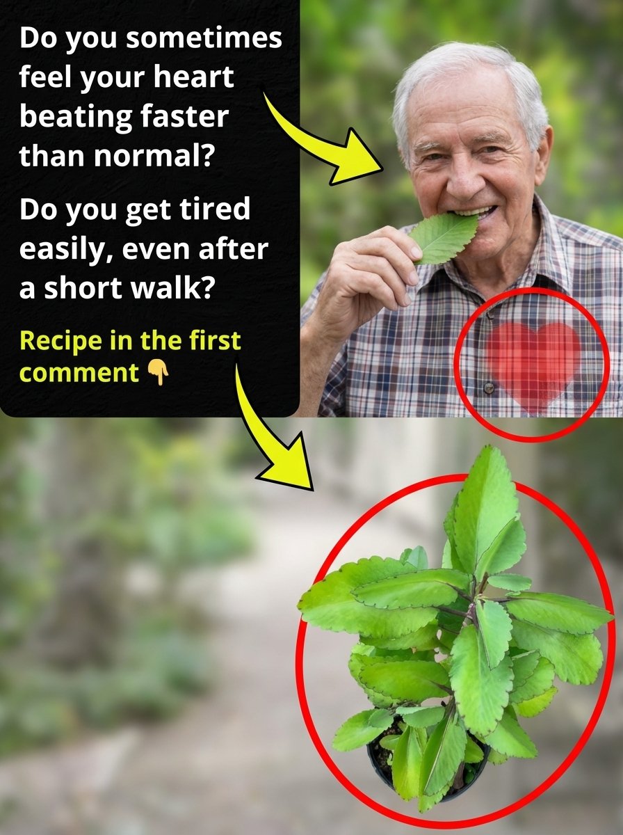 Feeling Drained? Your Heart Might Be Crying Out for This 'Miracle Plant' – Don't Miss Out!