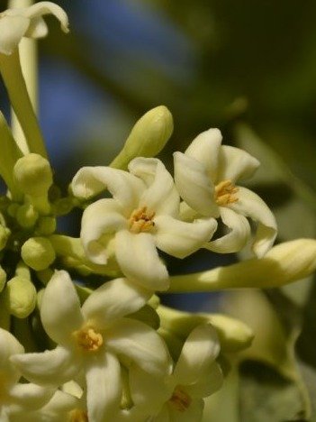 The Forgotten Superfood: Unlock 7 Jaw-Dropping Health Secrets of Papaya Flowers Soaked in Honey!