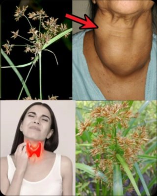 The Ancient 'Weed' That Could Transform Your Wellness: 7 Hidden Benefits You Can't Ignore!