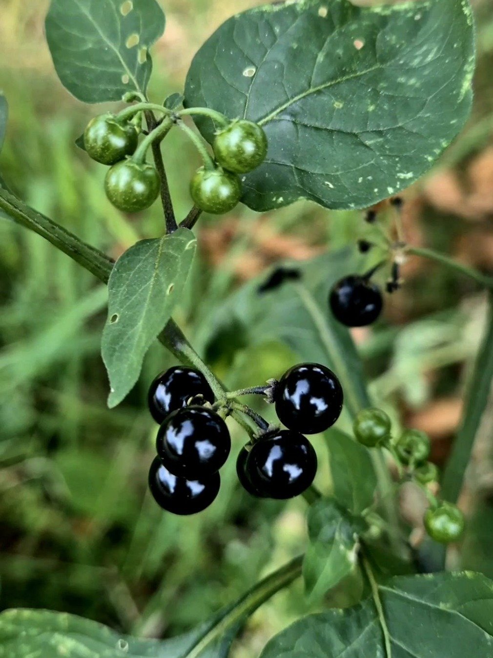 The Secret Weapon Against Herpes Outbreaks? Why THIS Controversial Plant Is Going Viral!