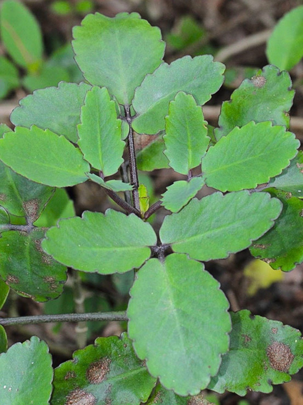 Forget Pills! This 3-Minute 'Miracle Leaf' & Milk Ritual, Done 3x a Week, Could TRANSFORM Your Body