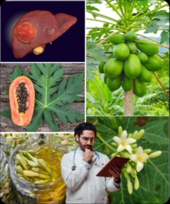STOP Scrolling: These 17 Papaya Flower Secrets Will Revolutionize Your Health (Before Everyone Else Knows!)