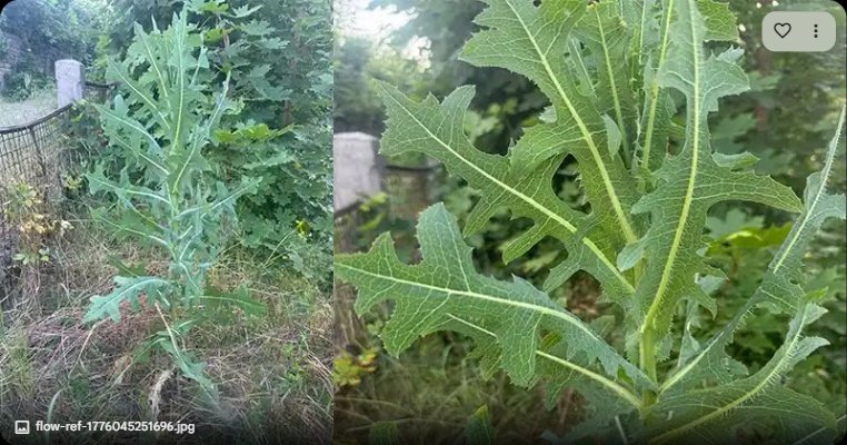 Unlock Nature's Secret: 30 Incredible Wild Lettuce Benefits You Absolutely Need to Know!