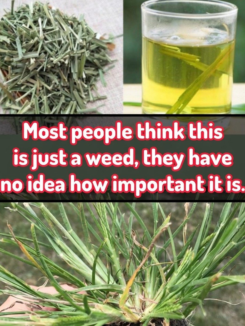 The 'Weed' You're Tossing That Could TRANSFORM Your Health: 15 SHOCKING Goosegrass Benefits!