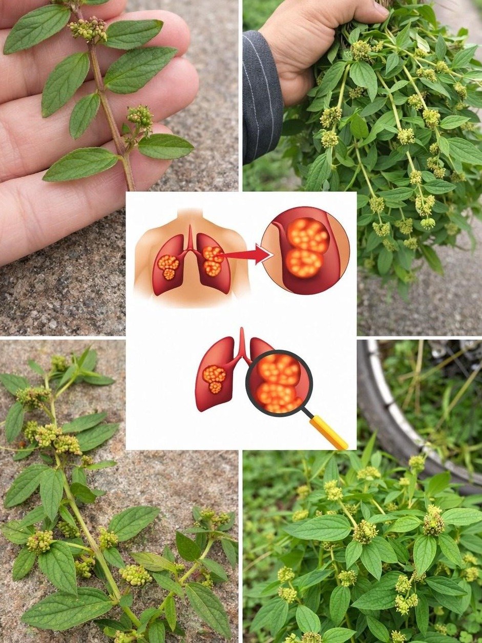 The 'Weed' You Walk Past Every Day Could Be Your Health Game-Changer: Uncover Euphorbia Hirta's Hidden Secrets!