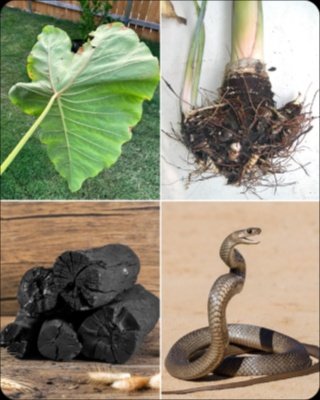 The Deadly Truth About Ancestral Snake Bite Cures: What You MUST Know Before It's Too Late!