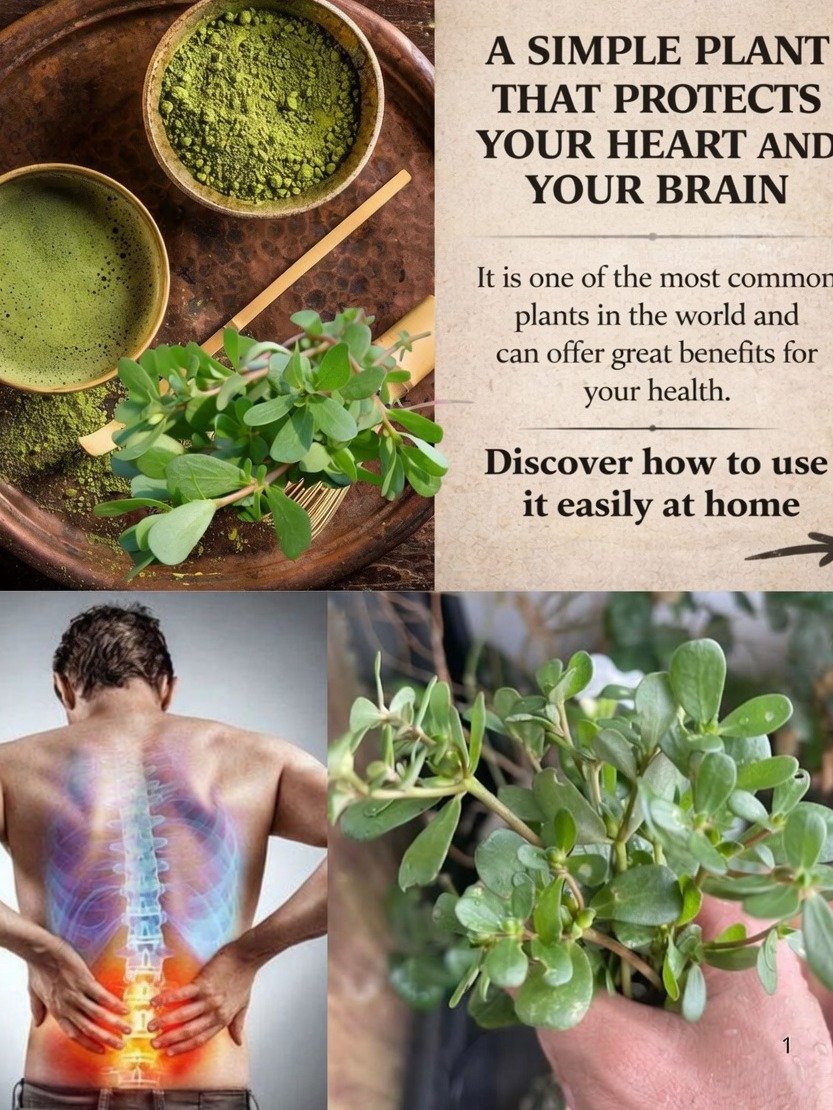 STOP Scrolling! This 'Green Gold' Super-Weed Is Packed with Omega-3s & You're Missing Out