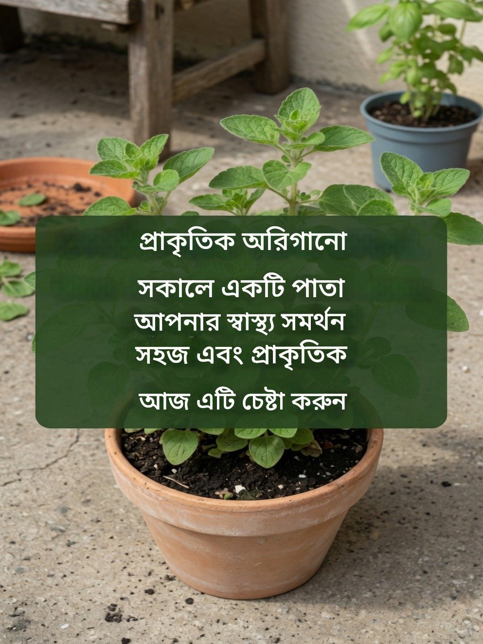 The 'Hidden Treasure' Plant You're Missing Out On: Kalanchoe's Incredible Benefits & Secret Uses Revealed!