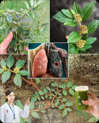 Walking Past a Goldmine? This 'Weed' Hides 7 SHOCKING Health Benefits You've Been Missing (Euphorbia Hirta Unlocked!)