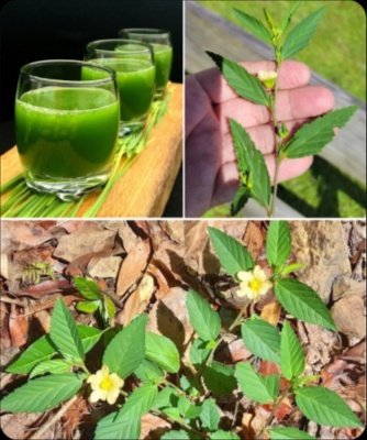 Unleash Nature's Secret Weapon: The 'Stubborn Grass' Smoothie That Will Transform Your Energy & Detox Your Body!