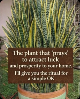 The Hidden Secret Your Home Needs: Why This Plant 'Prays' Every Night & Brings Unbelievable Peace!