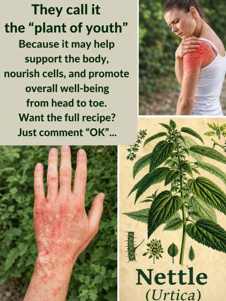 The "Weed" You're Ignoring: 5 SHOCKING Ways Nettle Can Transform Your Health (Don't Miss Out!)