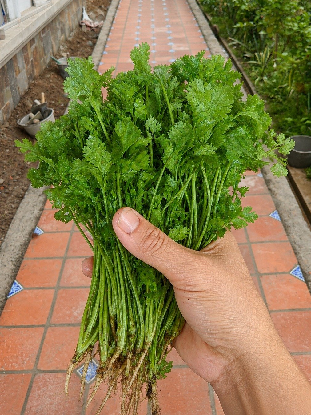 Unlock 8 Hidden Health Secrets: Why Doctors Are Raving About This Everyday Herb for Total Wellness!