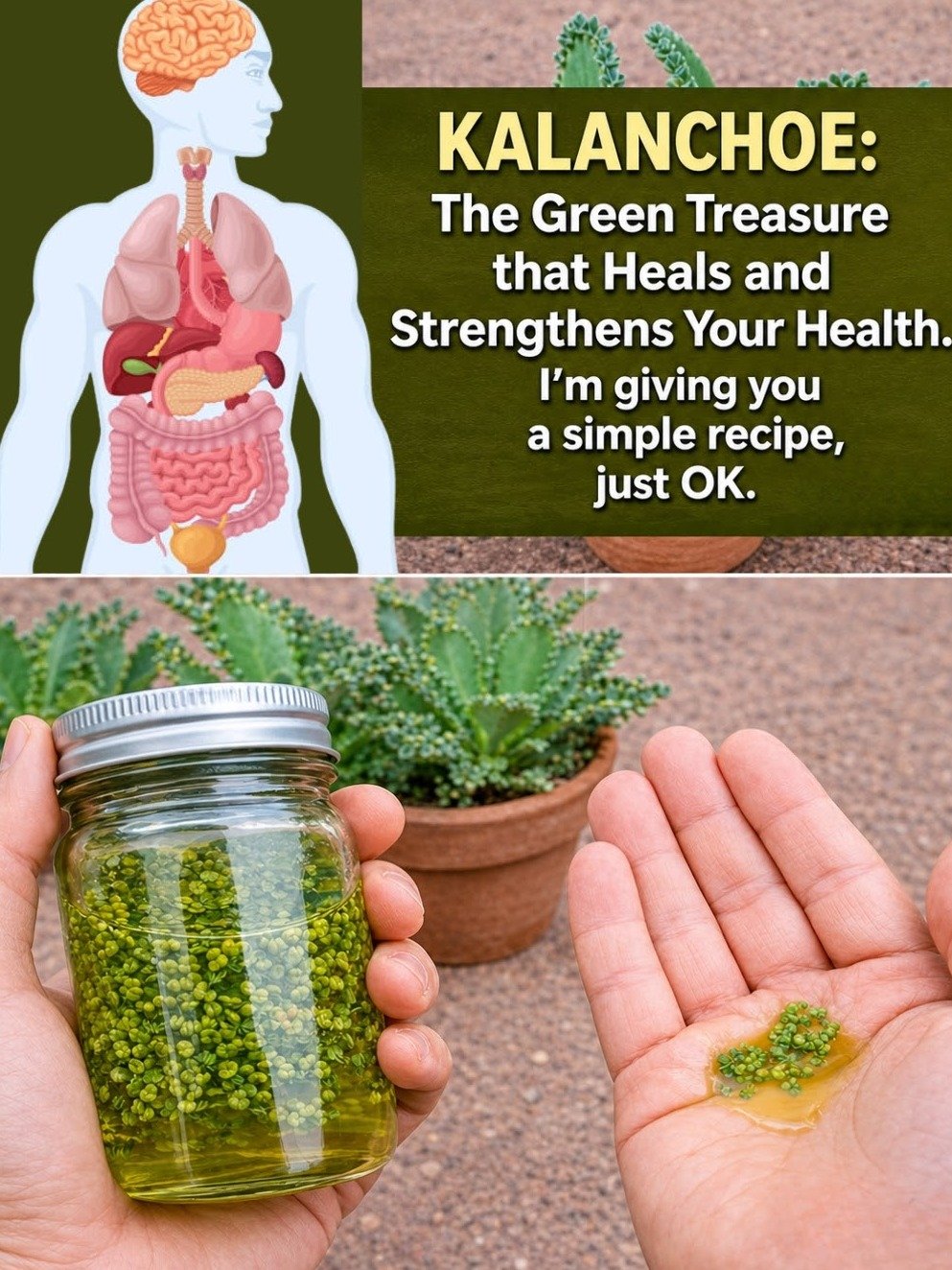Stop Scrolling! The Kalanchoe Secret Most People Miss: Unlock Its Full Power Today 🌱