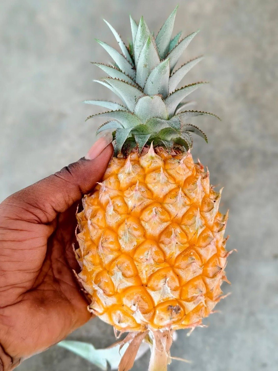 Unlock Nature's Powerhouse: 7 Unexpected Benefits of Pineapple Leaf Tea You NEED to Know!