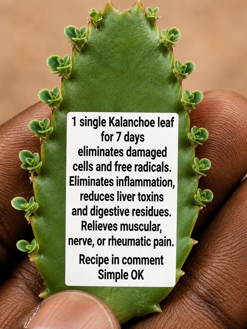 Unlock Nature's Ancient Secret: 4 Incredible Ways Kalanchoe Can Transform Your Wellness Journey!