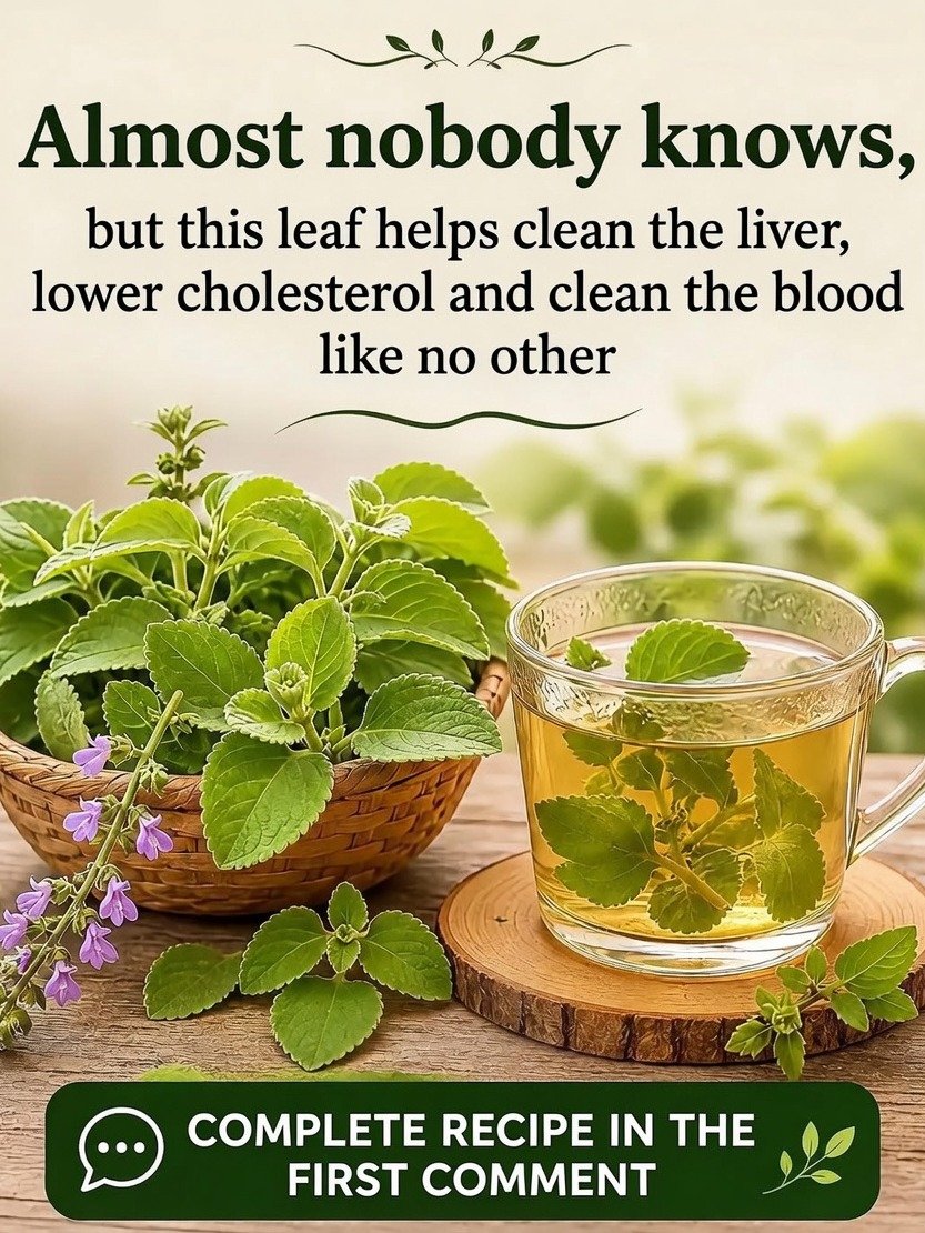 Unlock the Hidden Power of Oregano: 3 Delicious Recipes to Transform Your Meals & Boost Your Wellness!