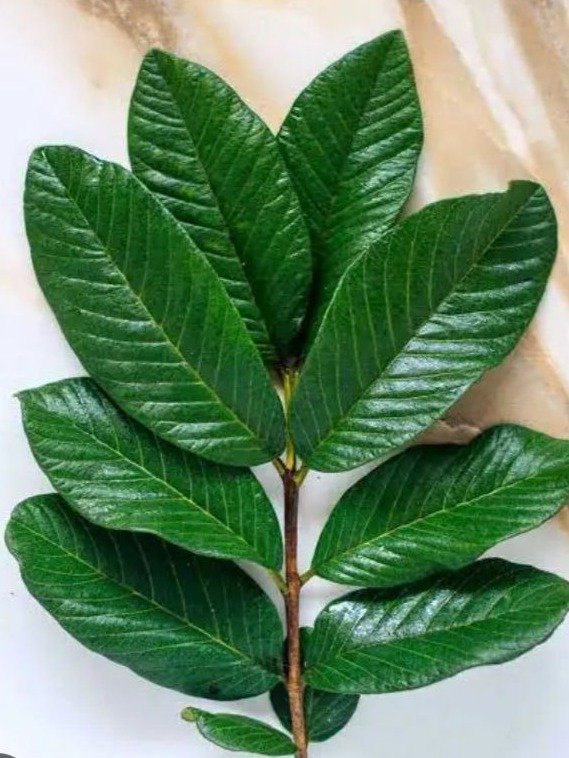 Suffering from Stomach Ulcers or H. Pylori? This Ancient Leaf Tea Might Be Your Unexpected Secret Weapon!