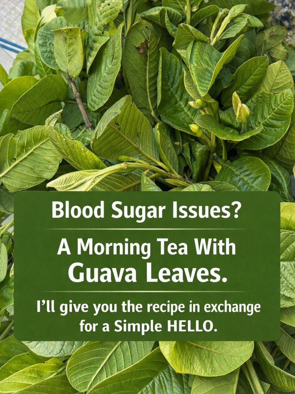 The Secret Weapon Your Body Craves: 7 Unexpected Ways Guava Leaf Tea Can Transform Your Health Today!