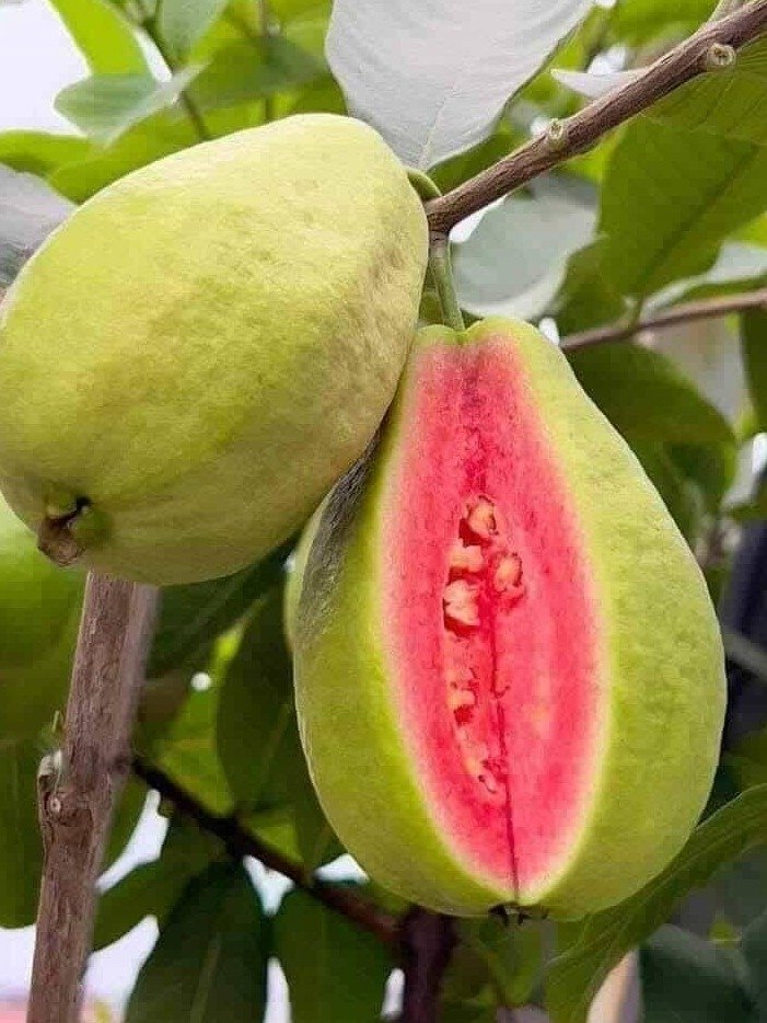Doctors Confess: Eating Guava Regularly Is a Game-Changer for Your Health – Here's Why You Need It Now!