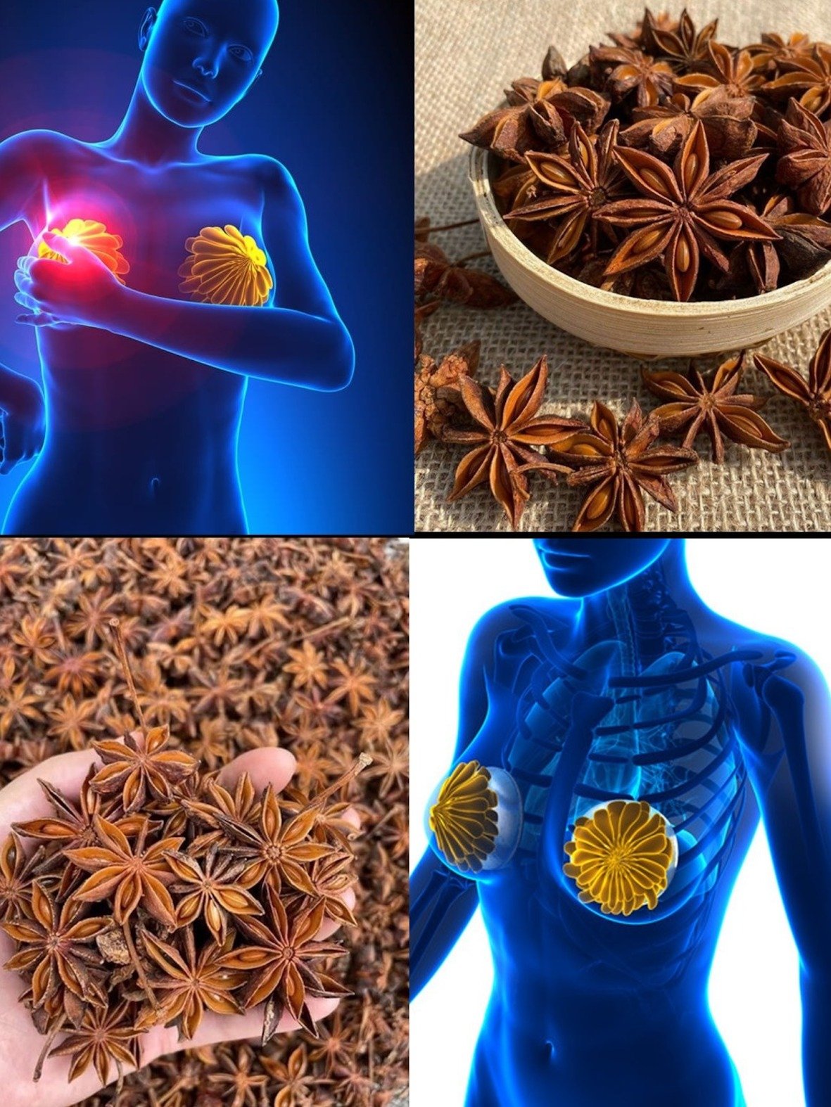 The Secret Women's Herb: 8 Anise Seed Benefits to Transform Your Hormones & Digestion (You'll Wish You Knew Sooner!)