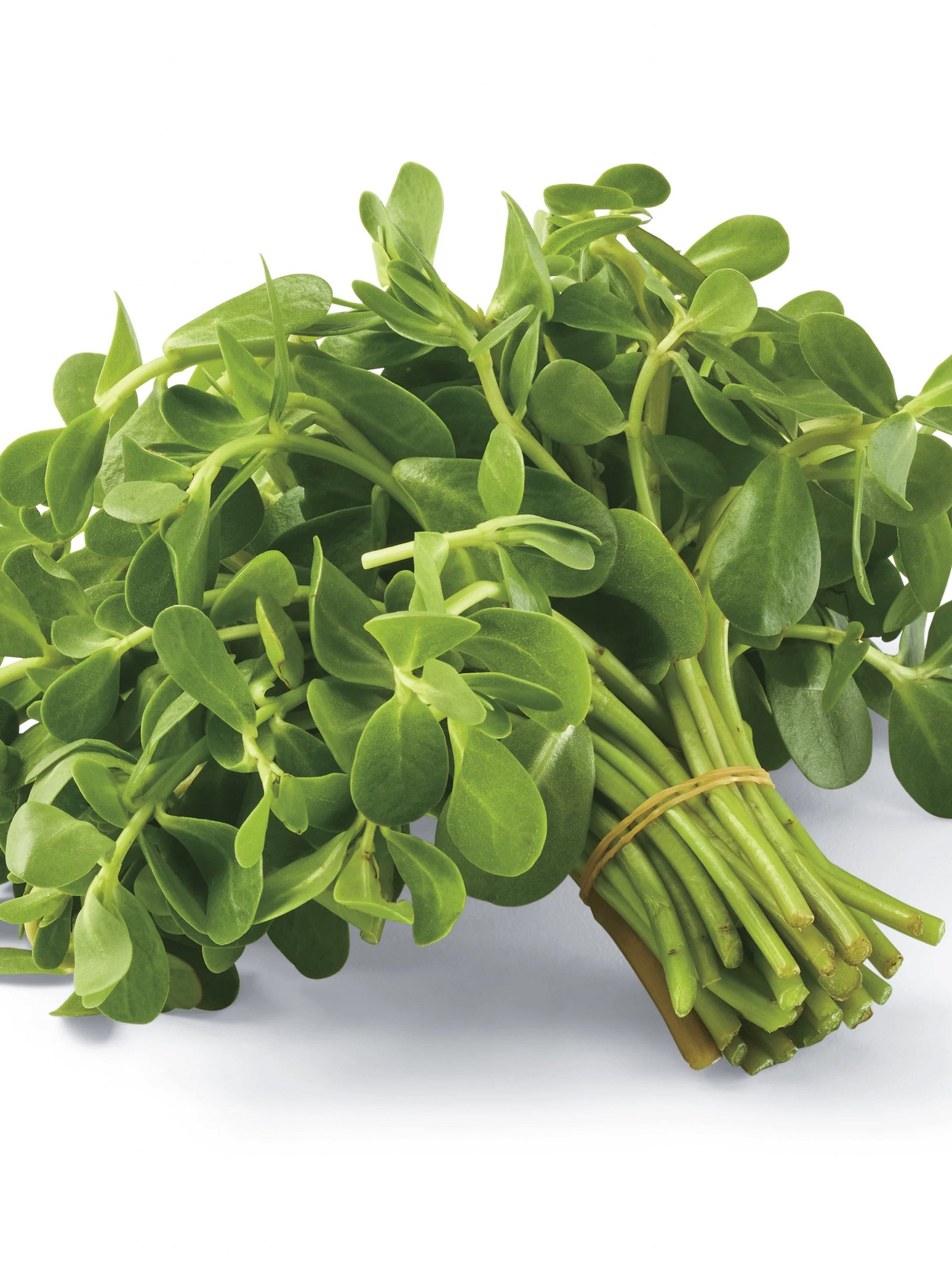 The #1 'Weed' You Should NEVER Pull: 8 Shocking Reasons Why Purslane Is Your Garden's Secret Weapon