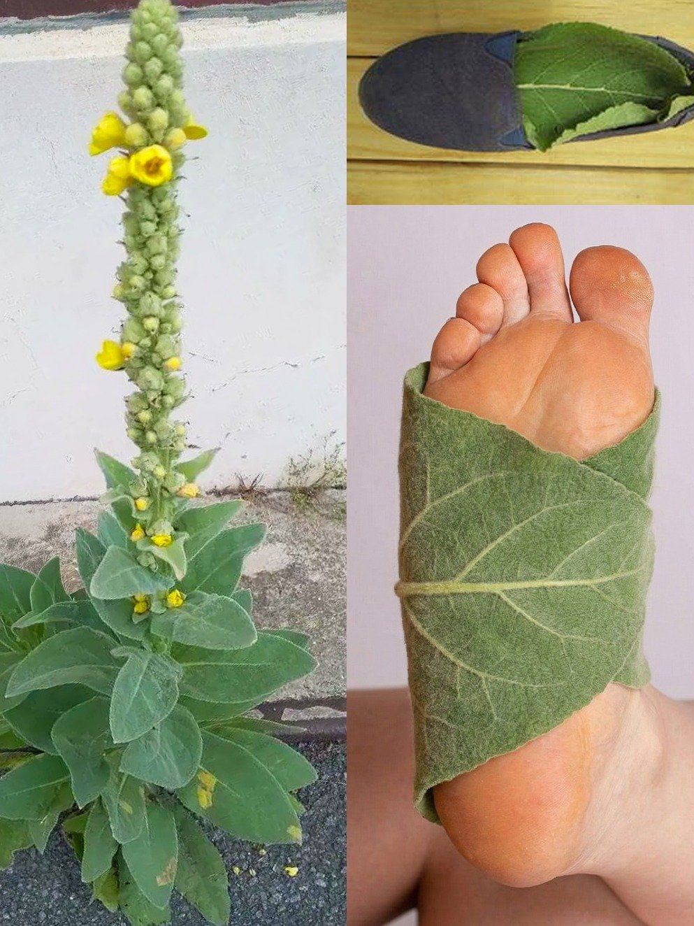 The Shocking 30-Benefit Secret: Why You NEED to Put Mullein Leaves in Your Socks Tonight!
