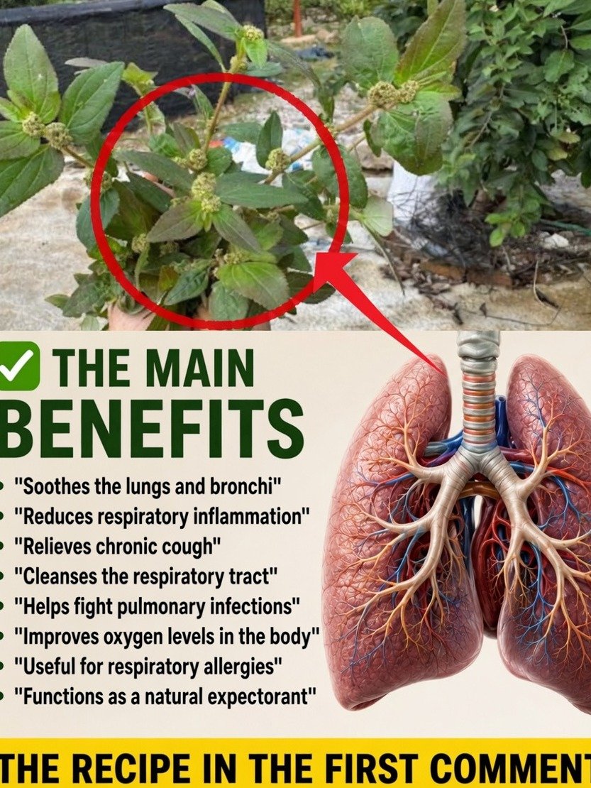 The Forgotten Herbal Secret: How to Brew Euphorbia Hirta Tea for Unbelievable Wellness Benefits (Simple Guide!)