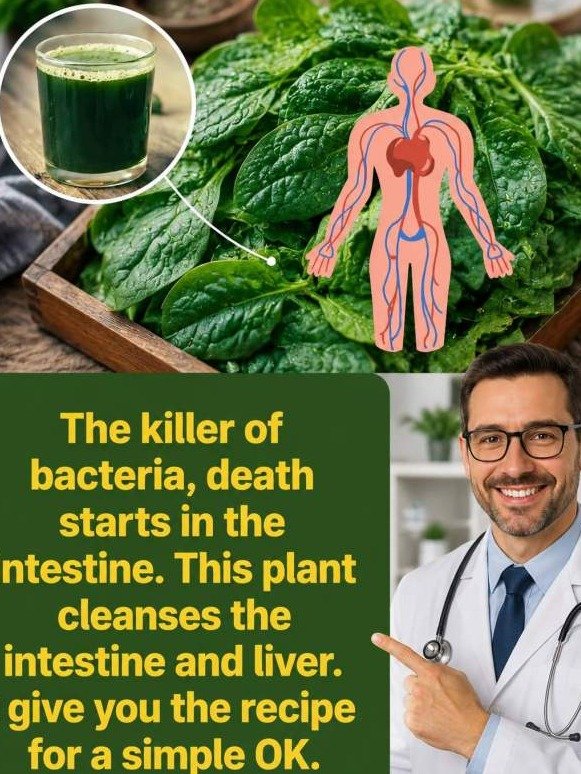 The Secret Weapon Hiding in Your Produce Aisle: Swiss Chard Triggers a Gut & Liver Flush You're Missing!