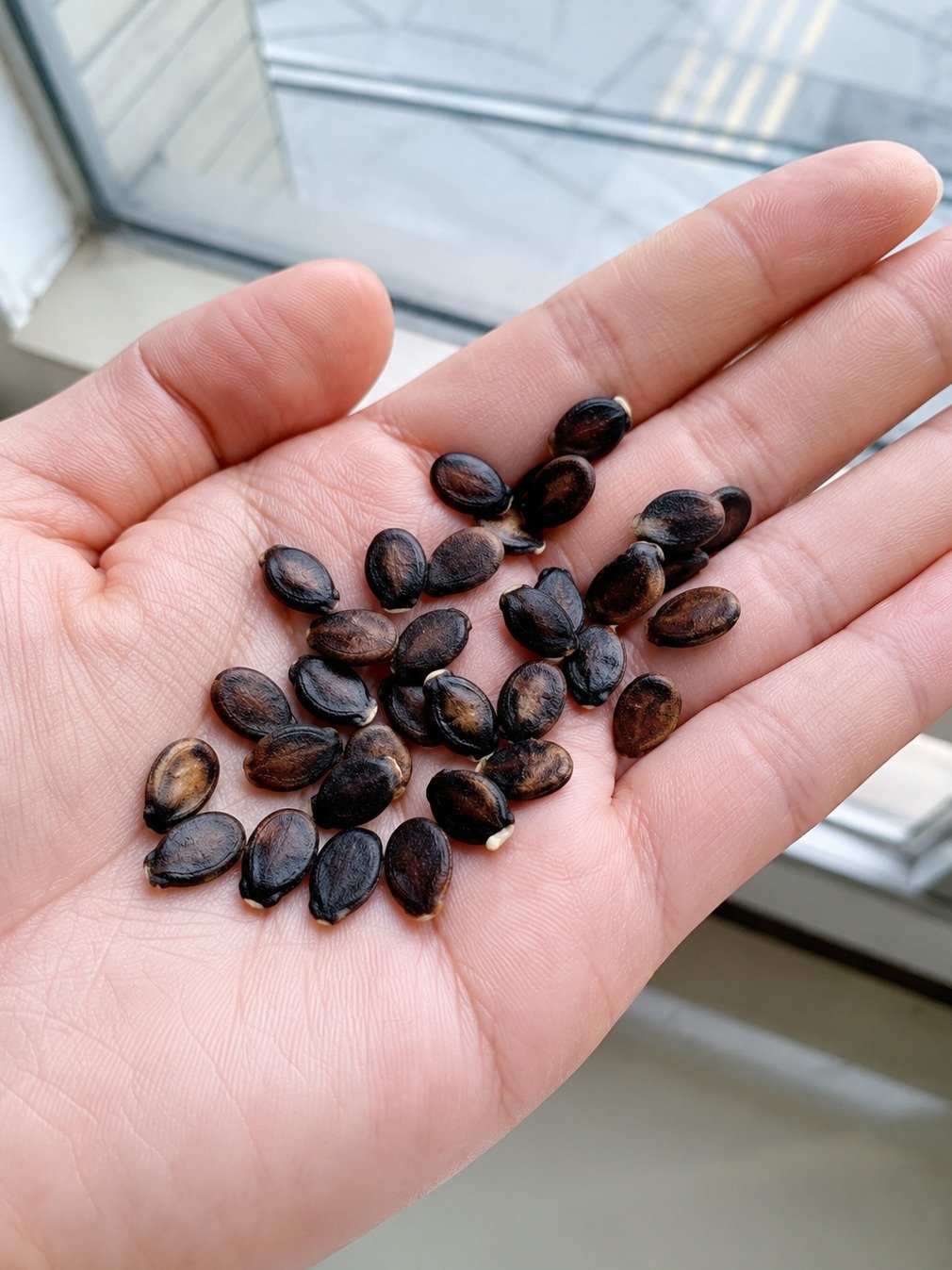 Are Apple Seeds Really a Cancer Cure? The Shocking Scientific Truth You Can't Ignore!