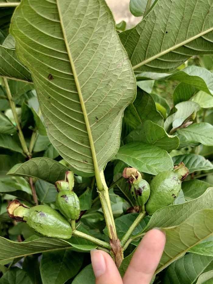 Forget Everything You Knew: This Viral Guava Leaf Tea Recipe Unlocks 10 Hidden Health Powers!
