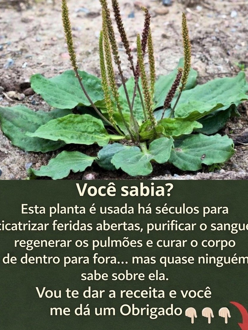 Ignoring This 'Weed' Is a HUGE Mistake: 7 Jaw-Dropping Benefits of Plantain (Plantago Major) You Need to Know!