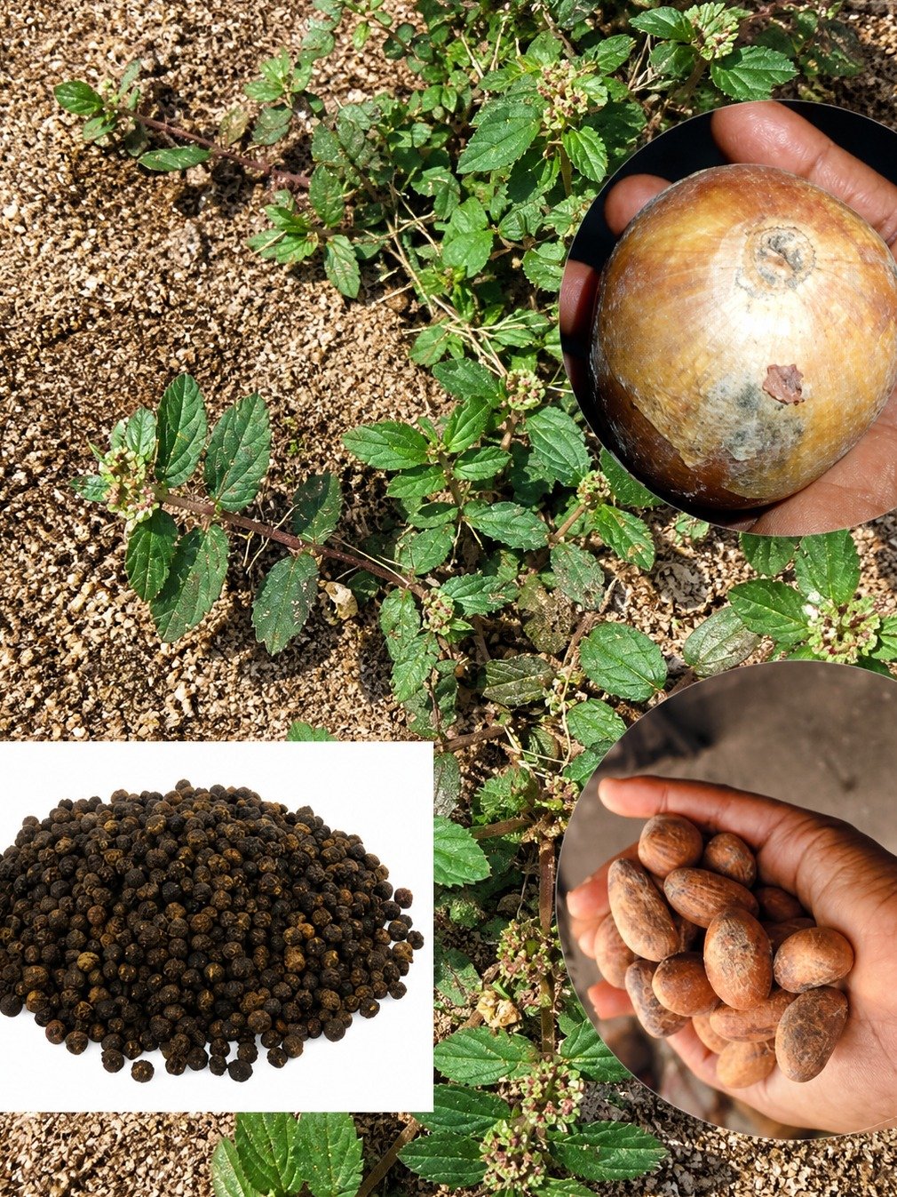 The Forgotten 4-Ingredient Herbal Secret That Could Transform Men's Vitality in Just 5 Days!