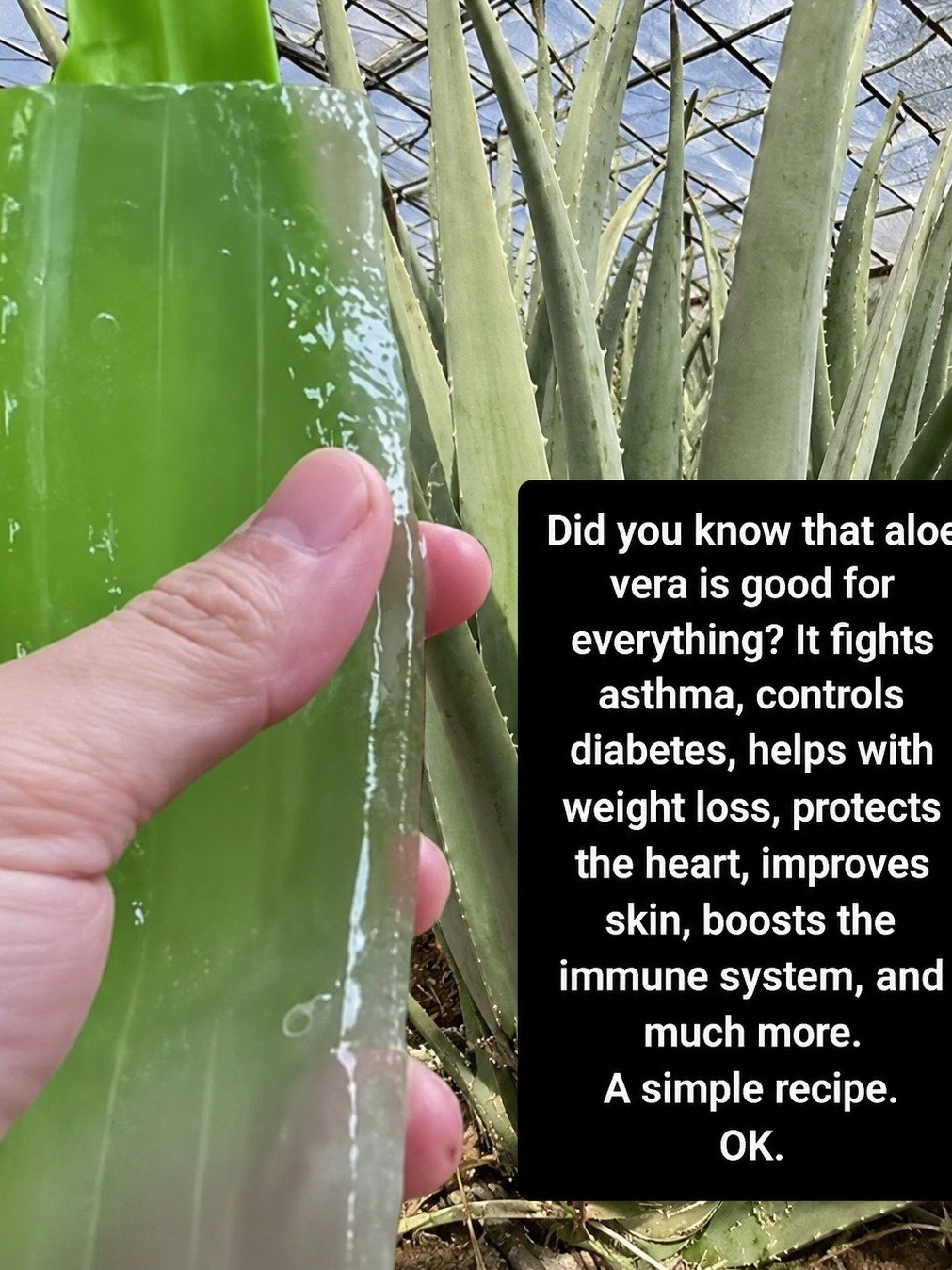 Unlock Ancient Secrets: 6 Unexpected Ways Aloe Vera Will Transform Your Skin, Hair & Health!