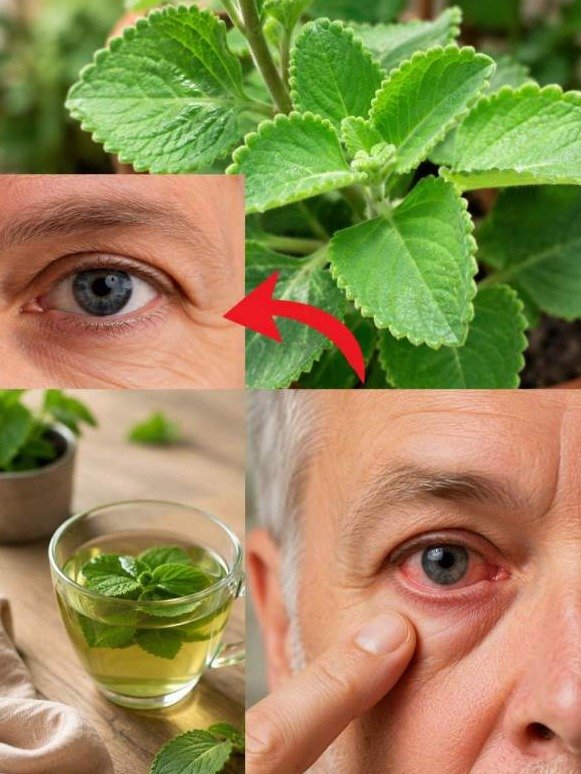 The #1 Kitchen Herb Your Eyes Are DESPERATELY Craving (And Why You're Missing Out!)