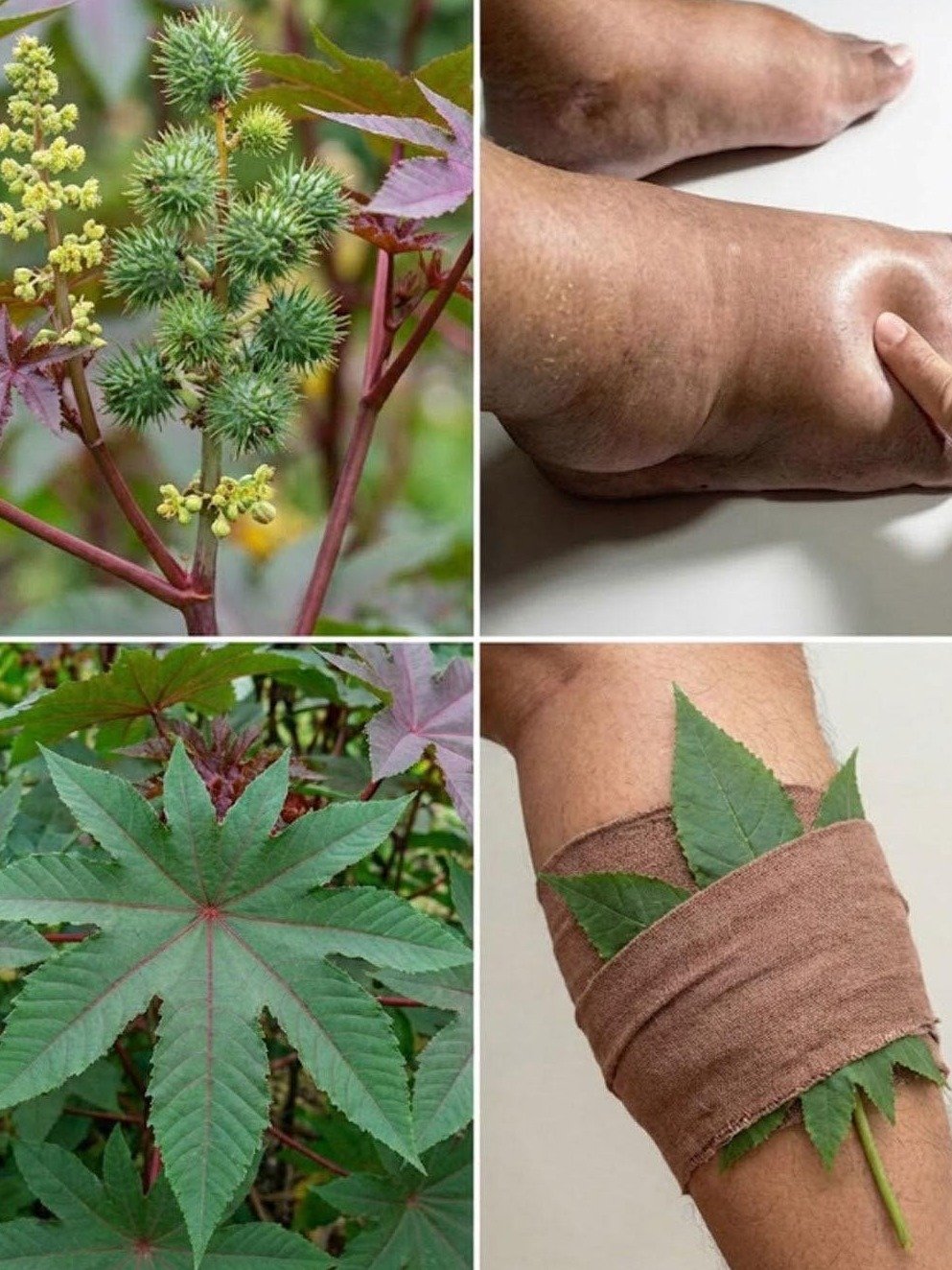 Unlock Ancient Secrets: The Jaw-Dropping Benefits of Castor Leaves and Seeds You've Been Missing!