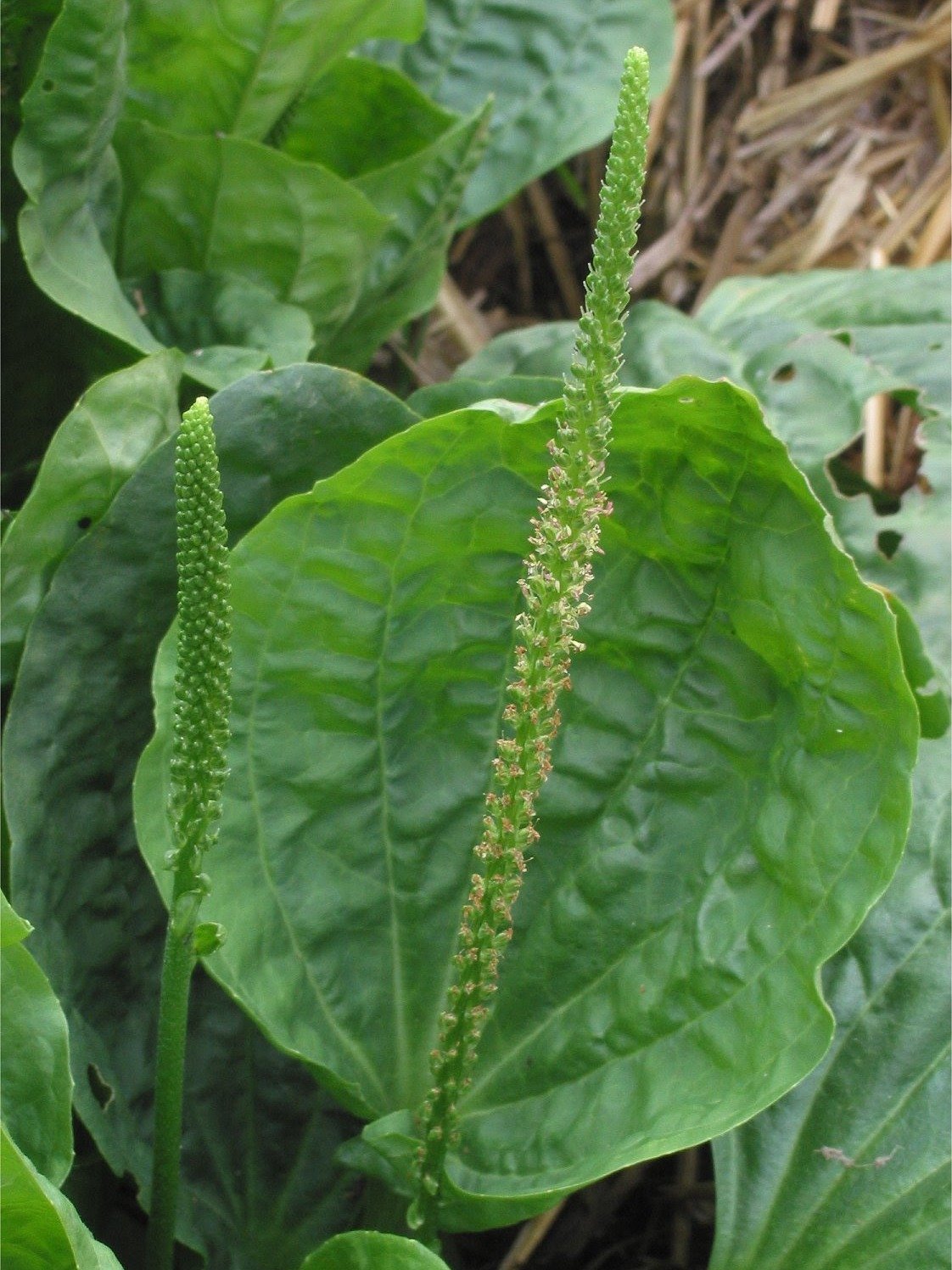 Stop Ignoring This 'Weed'! Plantain Leaf is a Lung Health & Immunity Game-Changer You Need to Know
