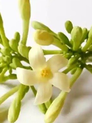 Don't Miss Out! The 12 Shocking Health Secrets Hidden in Male Papaya Flowers You Need to Know
