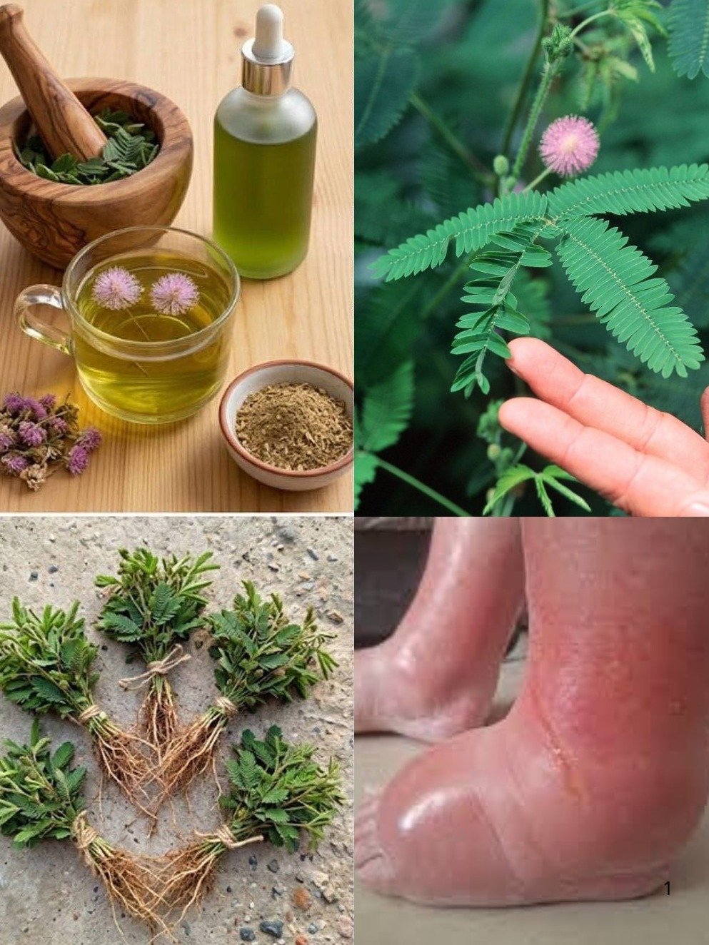 Unlock Nature's Best-Kept Secret: Why Mimosa Pudica Tea Is About To Change Your Wellness Routine