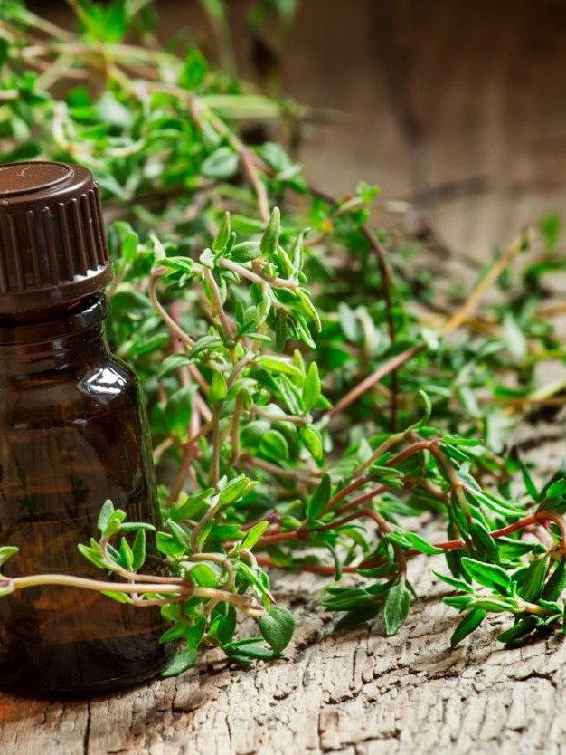 Unlock 7 Shocking Health Secrets of Thyme: Why This Powerhouse Herb Is Your New Wellness Obsession!