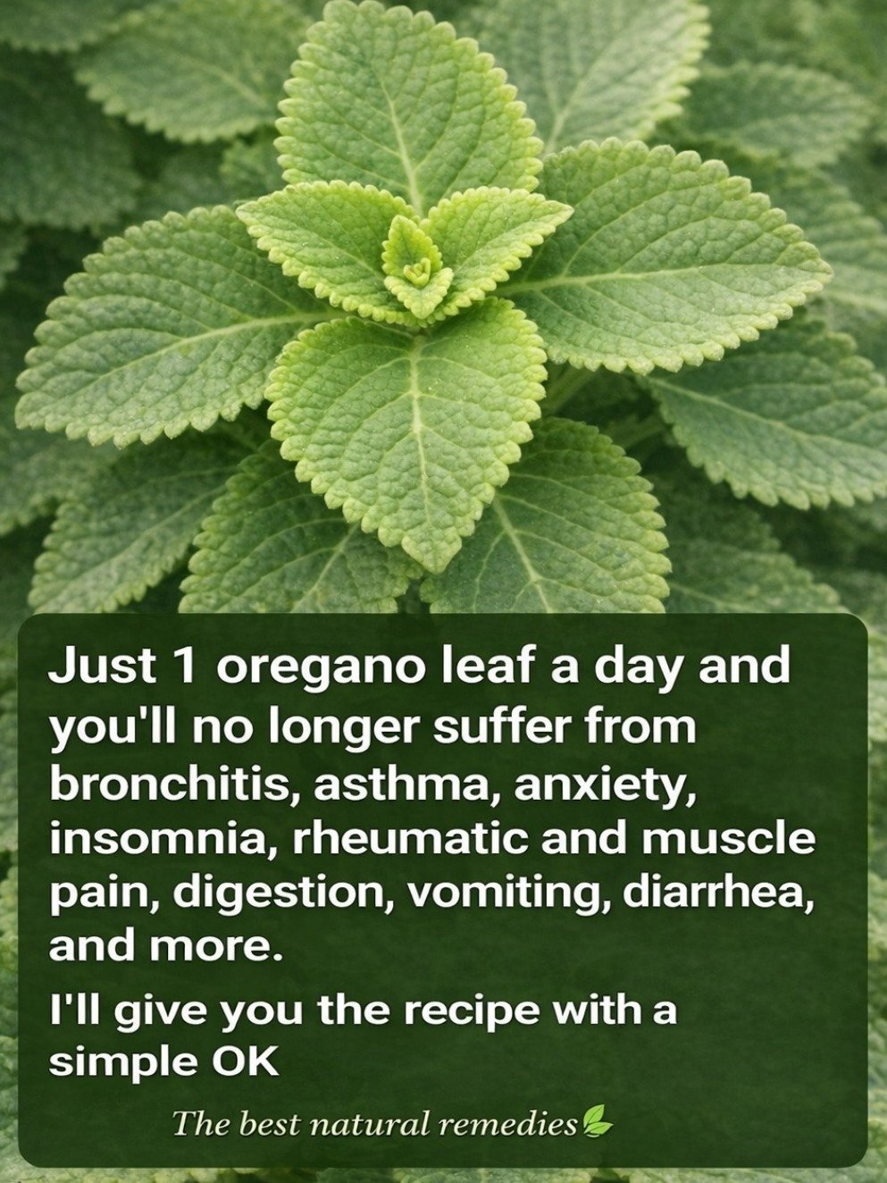 The Shocking Secret: Just ONE Leaf of Oregano Orejon Daily Can REVOLUTIONIZE Your Health!
